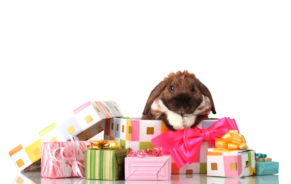 Lop-eared rabbit in a gift box with pink bow isolated on white — Stock Photo, Image