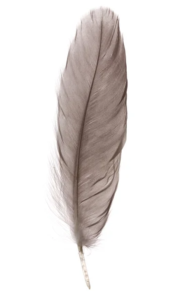 Single fluffy feather isolated on white — Stock Photo, Image