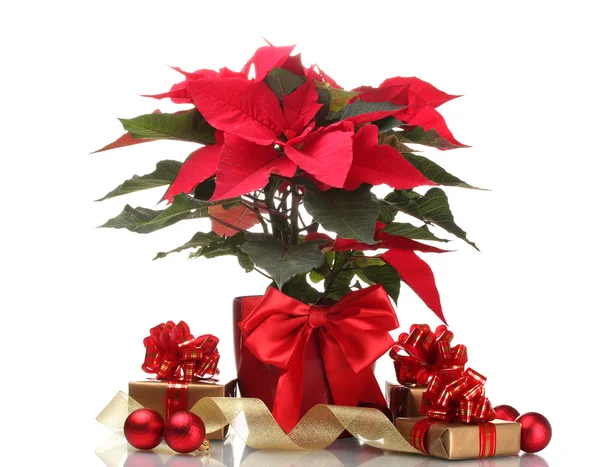 Beautiful poinsettia in flowerpot, New Year's balls and gifts isolated — Stock Photo, Image