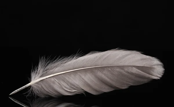 Beautiful feather on black background — Stock Photo, Image