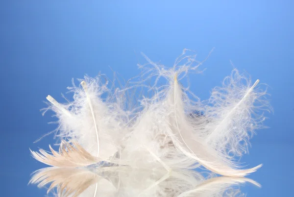 Beautiful feathers on blue background — Stock Photo, Image