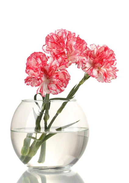Belos cravos vaso transparente isolado em branco — Fotografia de Stock
