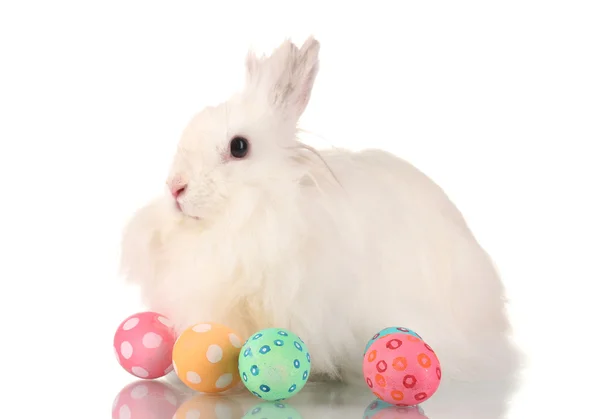 Пушистый белый кролик с яйцами, изолированными на белом — стоковое фото