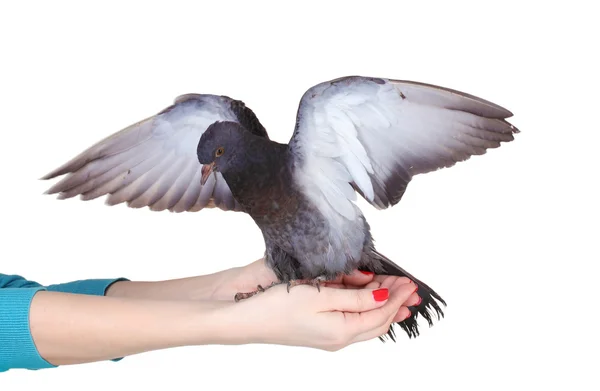 Красивий сірий голуб в руках ізольований на білому — стокове фото
