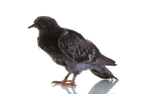 Eine graue Taube isoliert auf weiß — Stockfoto