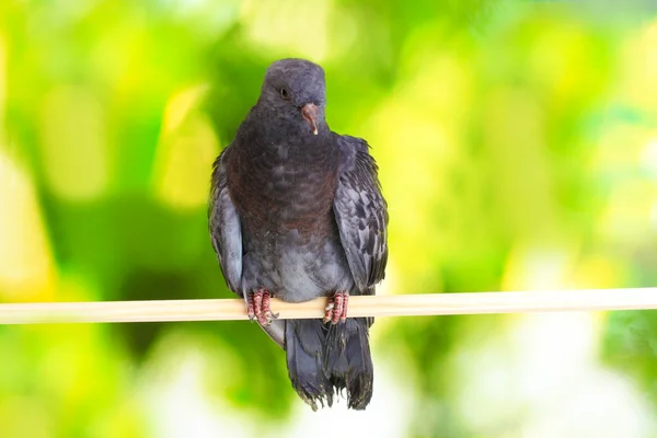 Eine graue Taube auf grünem Hintergrund — Stockfoto