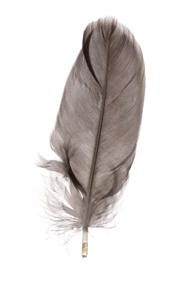 흰색 절연 단일 솜 털 깃털 — 스톡 사진