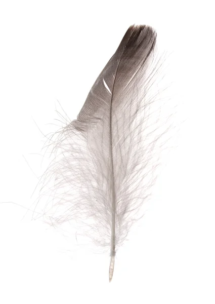 Одно пушистое перо, изолированное на белом — стоковое фото