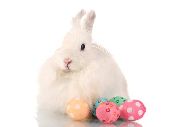 Pluizige witte konijn met eieren geïsoleerd op wit — Stockfoto