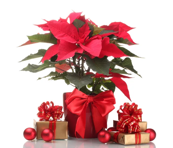 Vacker julstjärna i blomkruka, nyår bollar och gåvor isolerade — Stockfoto