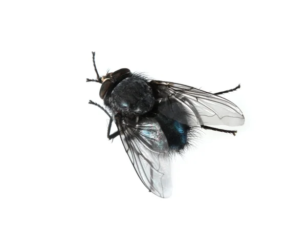 Σπίτι-μύγα που απομονώνονται σε λευκό — Φωτογραφία Αρχείου