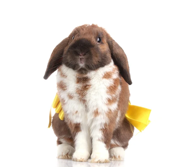 Slokörad kanin med gul rosett isolerad på vit — Stockfoto