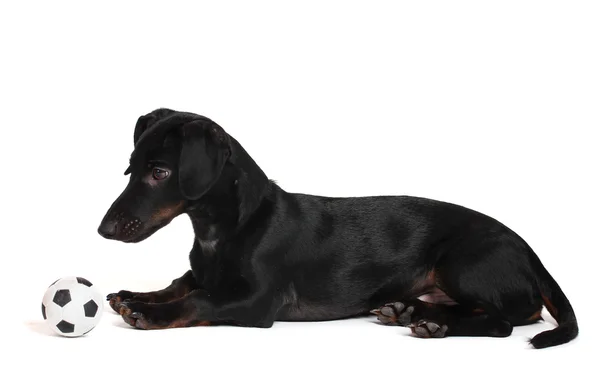 Preto pouco dachshund cão e bola isolada no branco — Fotografia de Stock