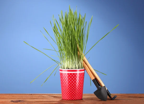 Zielona trawa w wazonie na niebieskim tle — Zdjęcie stockowe