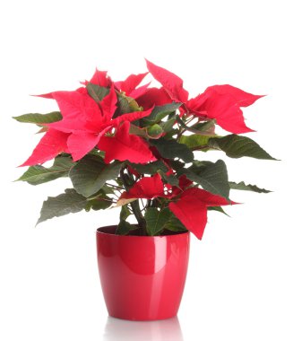 Beautiful poinsettia in flowerpot isolated on white clipart