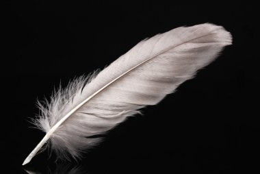 Beautiful feather on black background clipart