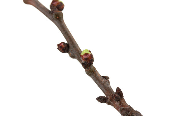 красивый цветок абрикоса изолирован на белом
