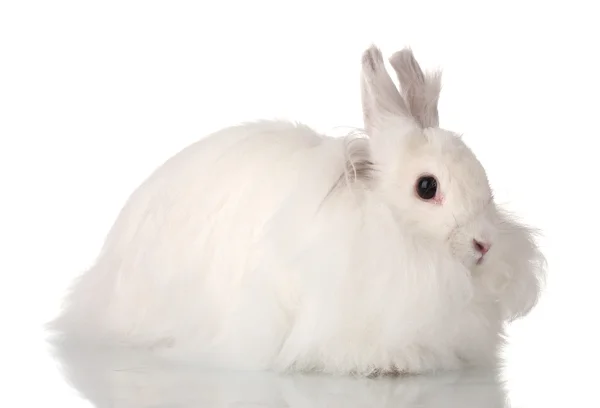 Puszysty biały królik na białym tle — Zdjęcie stockowe
