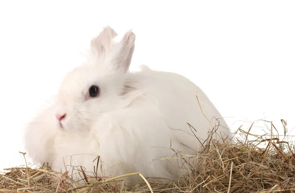 Conejo blanco esponjoso en un pajar aislado en blanco —  Fotos de Stock