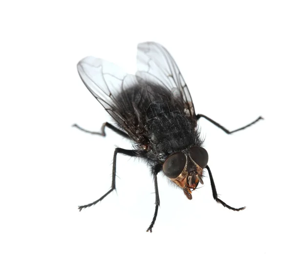 Home-fly terisolasi pada warna putih — Stok Foto