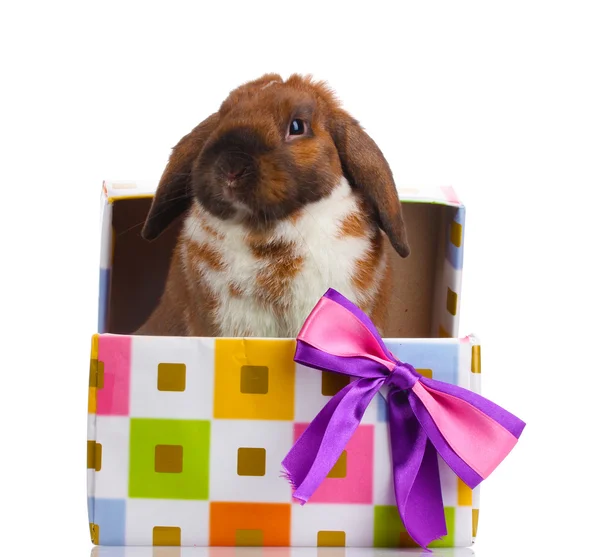 Lop-eared rabbit in a gift box with purple bow isolated on white — Stock Photo, Image