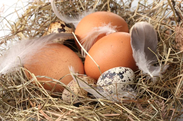 Kurczaka i przepiórczych jaj w gnieździe zbliżenie — Zdjęcie stockowe