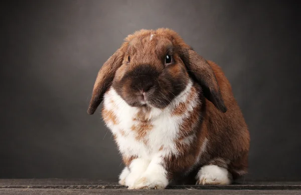 Zběsilého útoku králík na šedém pozadí — Stock fotografie