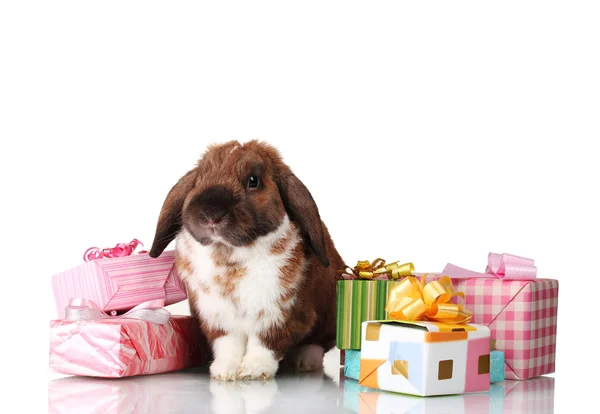 Lop-eared rabbit with gift boxes isolated on white — Stock Photo, Image