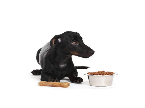 白で隔離される黒い小さなダックスフント犬 — ストック写真