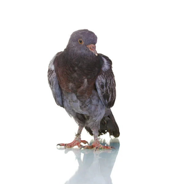 白で隔離される 1 つの灰色の鳩 — ストック写真