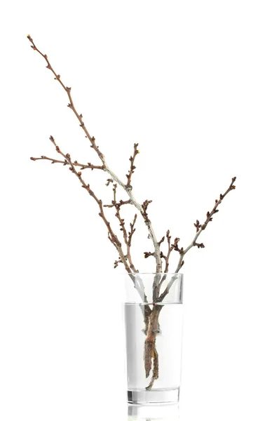 Bellissimi fiori di albicocca in vaso isolato su bianco — Foto Stock