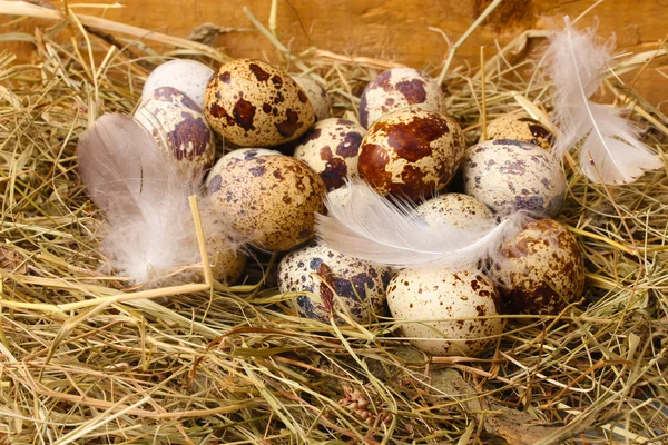 Huevos de codorniz en un nido sobre fondo de madera — Foto de Stock