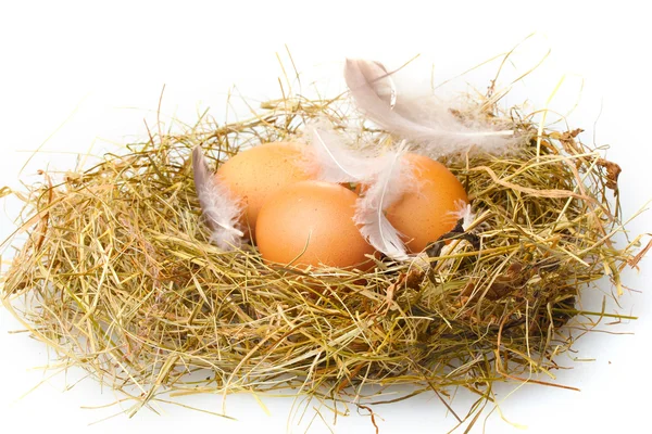 Ovos de galinha em um ninho isolado em branco — Fotografia de Stock