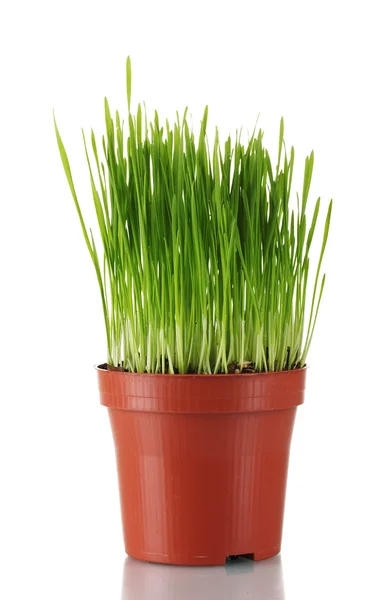 Green grass in a flowerpot isolated on white — Stock Photo, Image