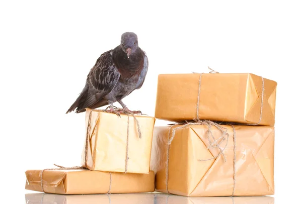 Bir gri haberci güvercin ve üzerinde beyaz izole paketler — Stok fotoğraf