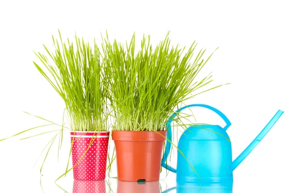 青色の背景に 2 つの植木鉢に緑の草 — ストック写真