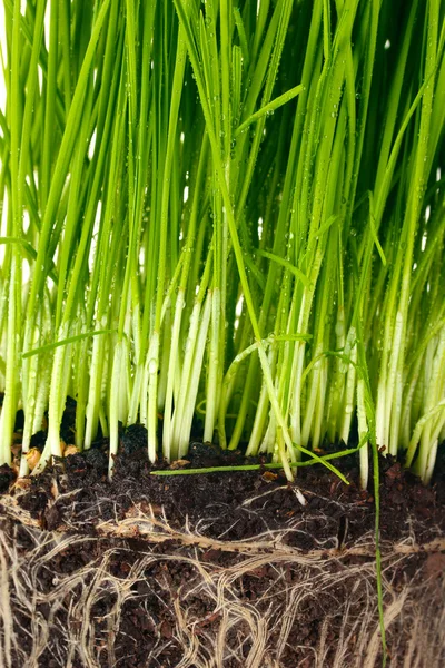 Zöld fű, a föld a Vértes — Stock Fotó