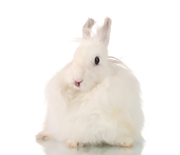 Пухнастий білий кролик ізольований на білому — стокове фото