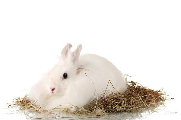 Пушистый белый кролик в стоге сена, изолированный на белом — стоковое фото