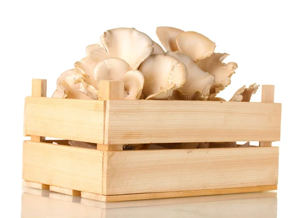 stock image Oyster mushrooms in wooden box isolated on white
