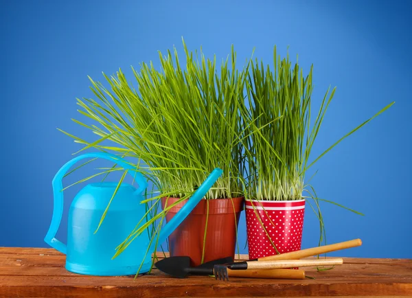 Erba verde in due vaso da fiori su sfondo blu — Foto Stock