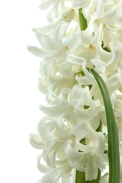 Όμορφο λευκό υάκινθος απομονωθεί σε λευκό — Φωτογραφία Αρχείου