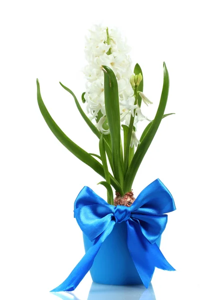 Krásný bílý Hyacint v modré květináč izolovaných na bílém — Stock fotografie