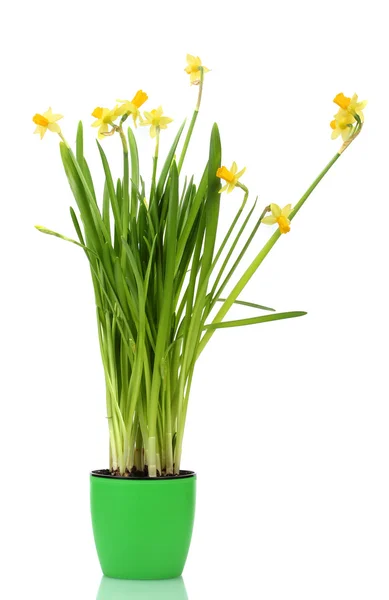 白で隔離され、植木鉢に美しい黄色い水仙 — ストック写真