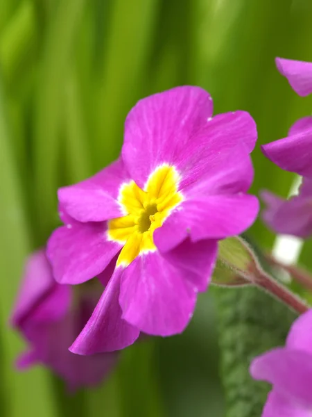 Piękne fioletowe wiesiołka w zielonym ogrodzie z bliska — Zdjęcie stockowe