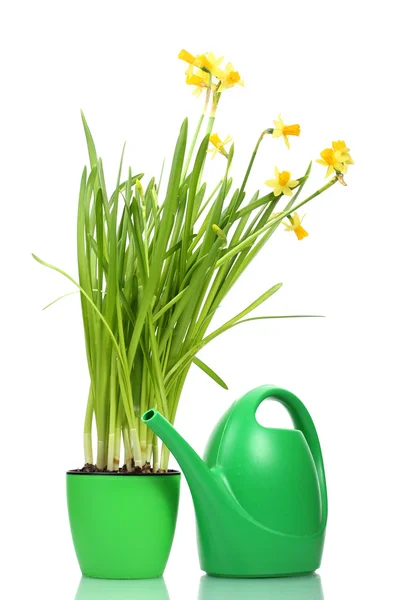 Beautiful yellow daffodils in flowerpot and watering can isolated on white — Stock Photo, Image