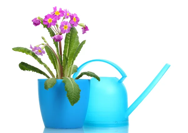 Bella primula viola in un vaso da fiori e annaffiatoio isolato su bianco — Foto Stock