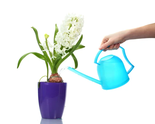 Belo jacinto branco em vaso de flores roxo e regar pode isolado em w — Fotografia de Stock