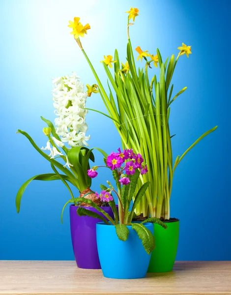 Piękne wiosenne kwiaty w doniczkach na drewnianym stole na niebieskim tle — Zdjęcie stockowe