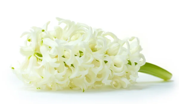 Belle jacinthe blanche isolée sur blanc — Photo